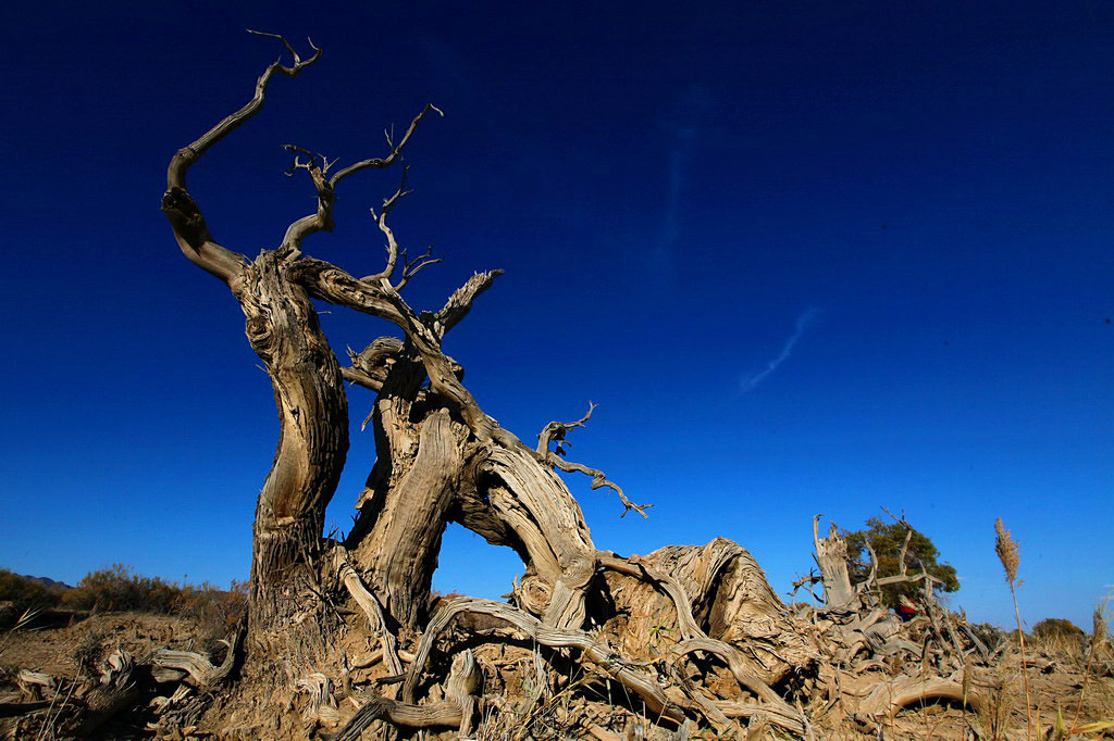 巍然屹立·不朽的胡楊