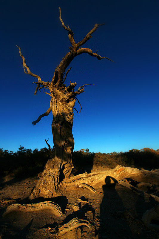 巍然屹立·不朽的胡楊