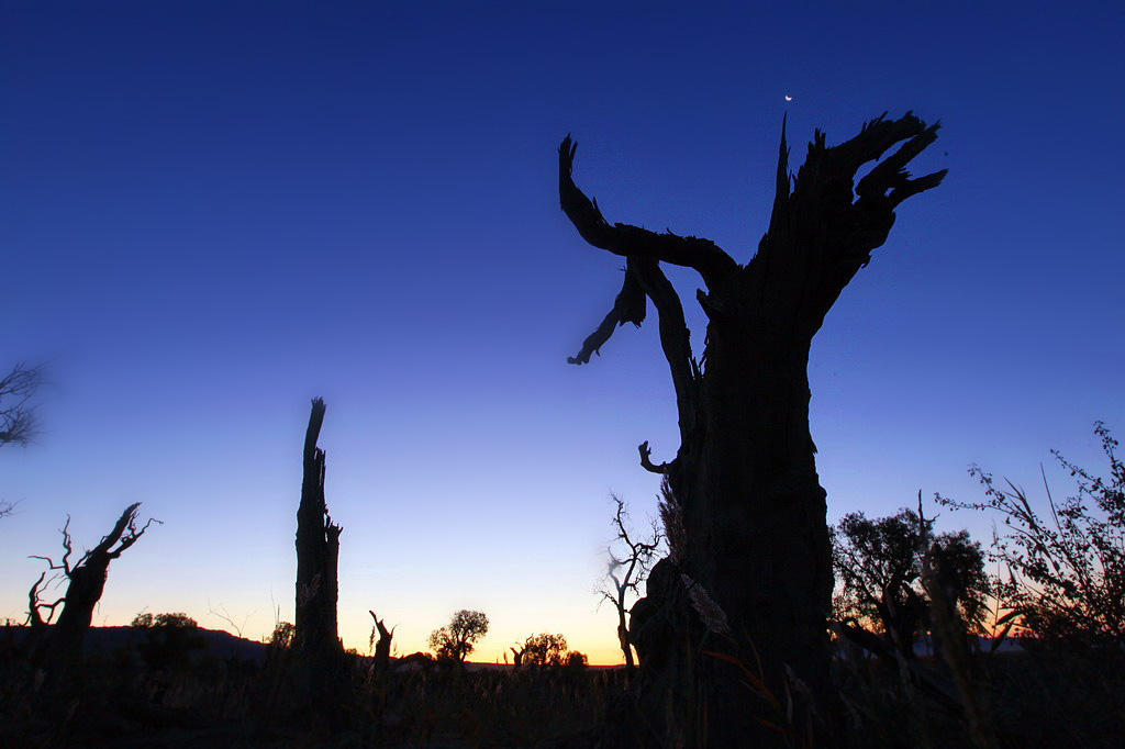 巍然屹立·不朽的胡楊
