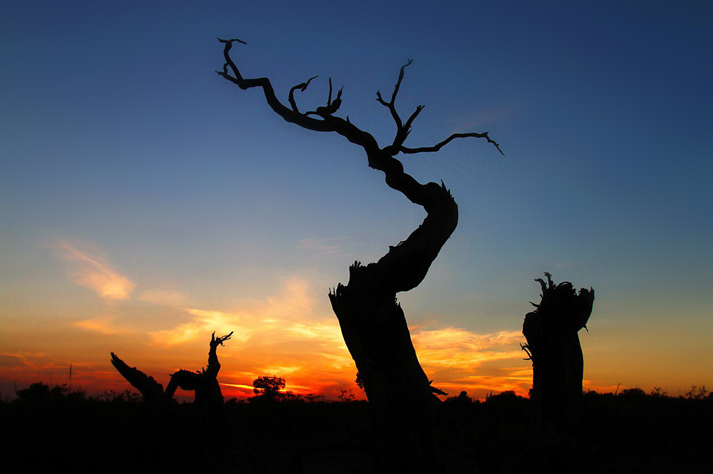 巍然屹立·不朽的胡楊