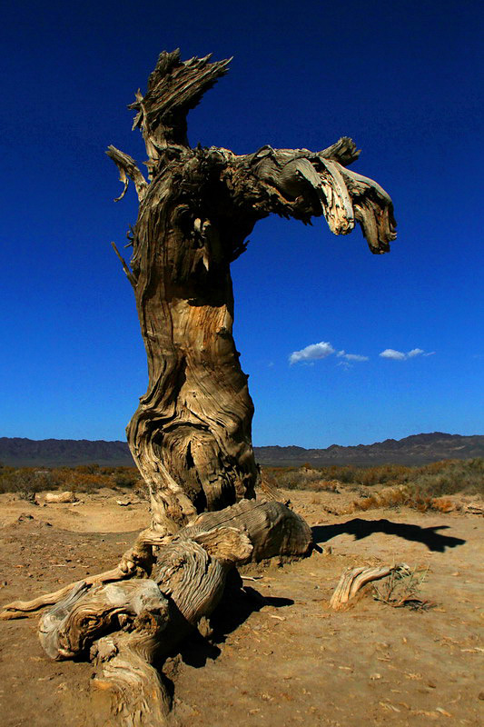 巍然屹立·不朽的胡楊