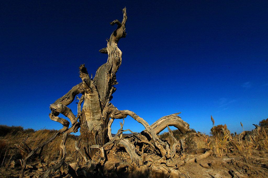 巍然屹立·不朽的胡楊