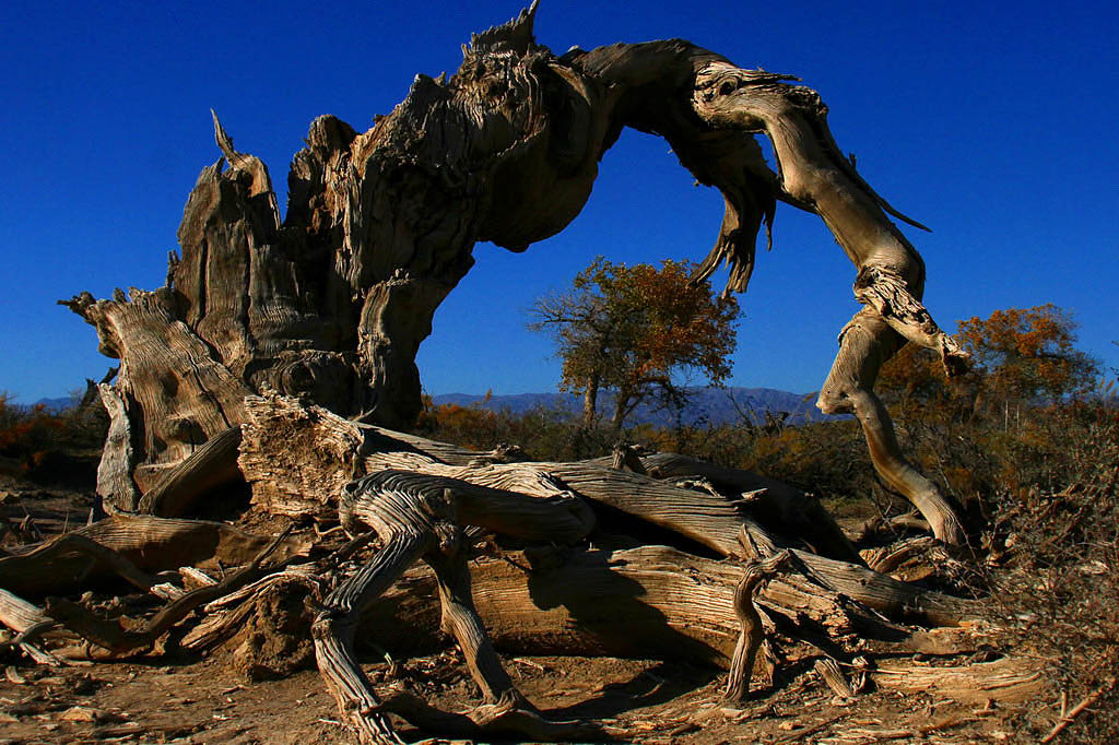 巍然屹立·不朽的胡楊