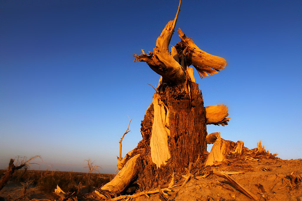 巍然屹立·不朽的胡楊