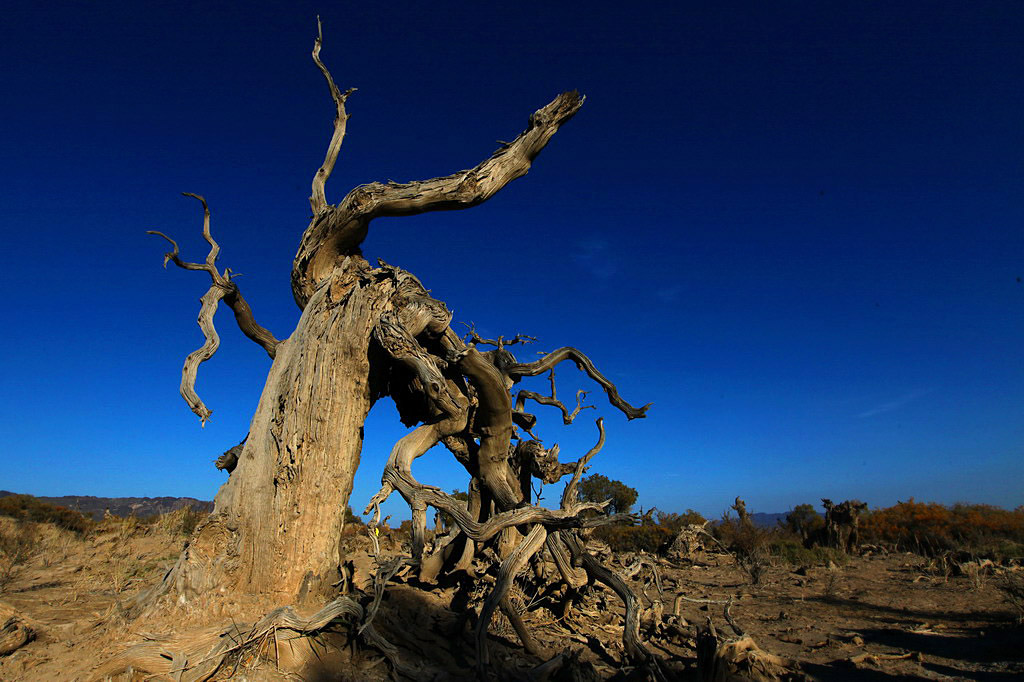 巍然屹立·不朽的胡楊