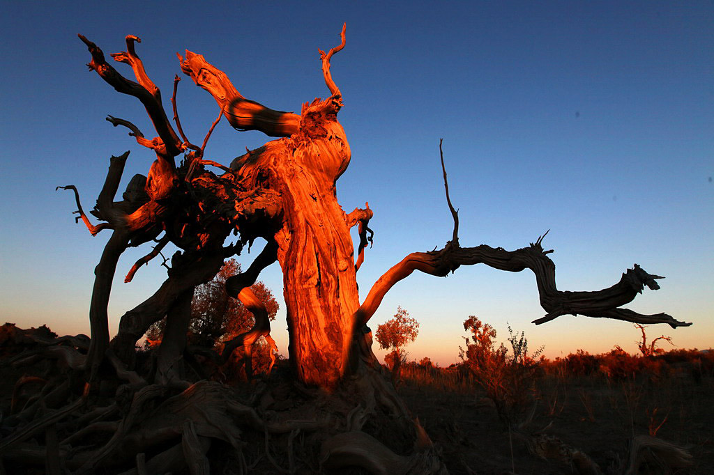 巍然屹立·不朽的胡楊