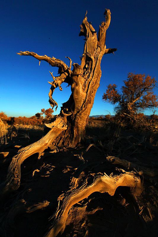 巍然屹立·不朽的胡楊