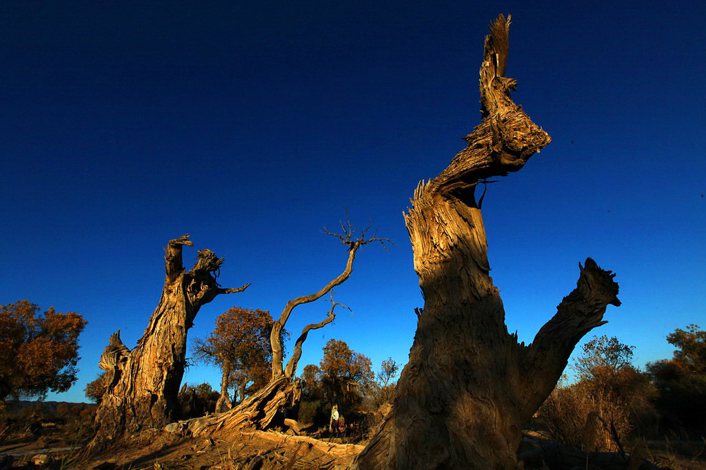 巍然屹立·不朽的胡楊