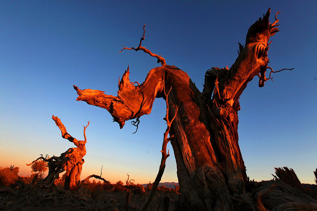 巍然屹立·不朽的胡楊