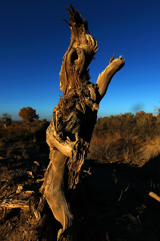 巍然屹立·不朽的胡楊