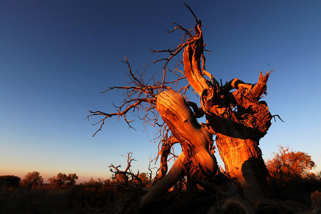 巍然屹立·不朽的胡楊