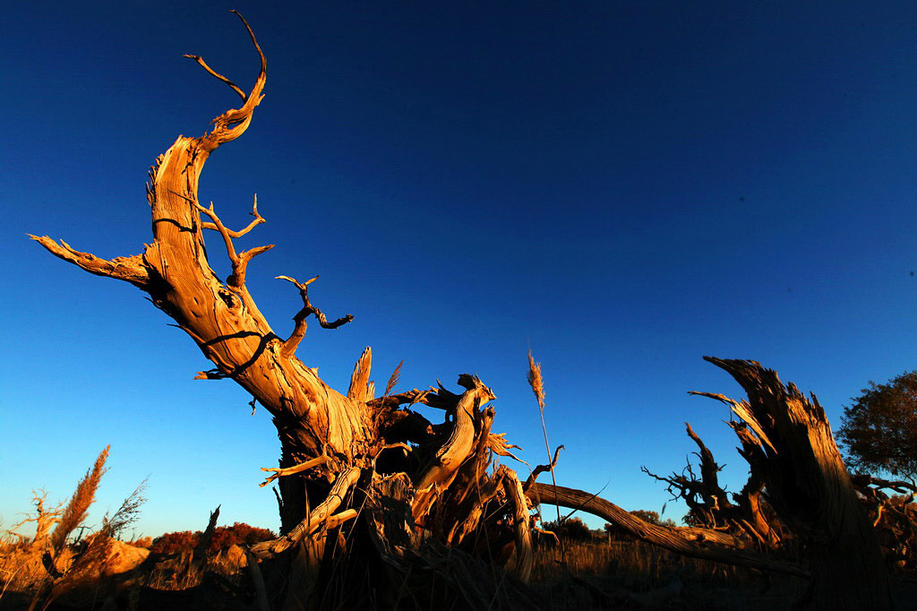 巍然屹立·不朽的胡楊