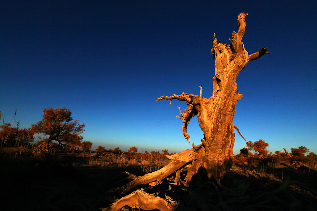 巍然屹立·不朽的胡楊