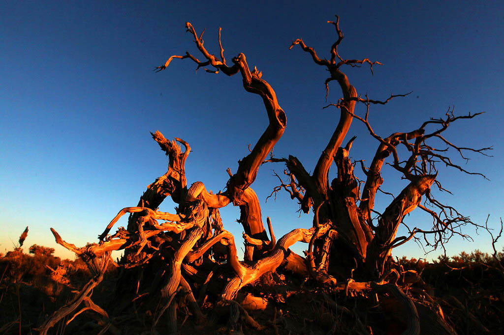 巍然屹立·不朽的胡楊