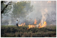 郊區燒秸稈污染環境