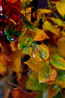 秋風秋雨催葉紅