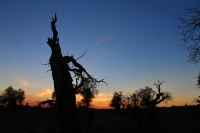 夕照北疆胡楊林