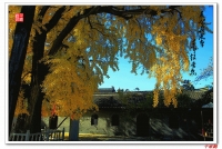 老千：千年古銀杏