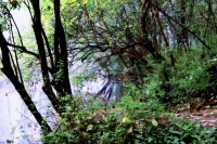 水邊（水彩畫效果）