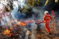 森林衛士戰火魔