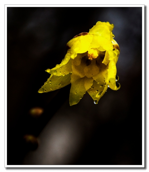 臘梅吐蕊（一）