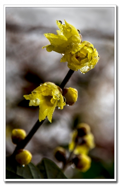 臘梅吐蕊（二）