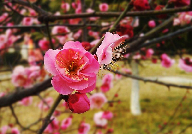 梅花迎春開-手機拍攝