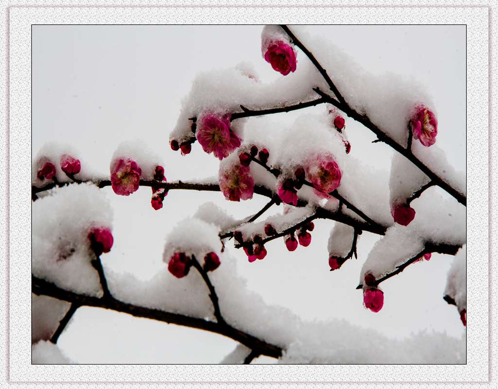 紅梅傲雪（一）