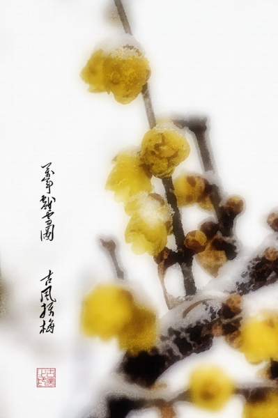 雪梅圖
