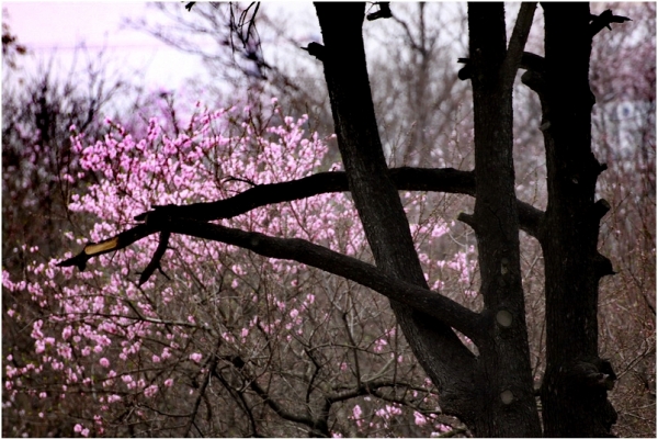 病樹前頭萬木春