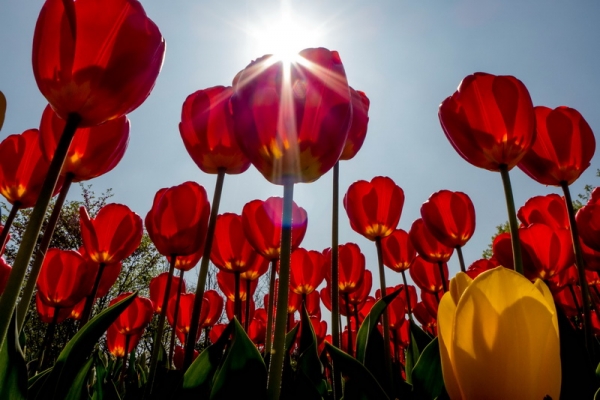 卡機(jī)拍郁金香