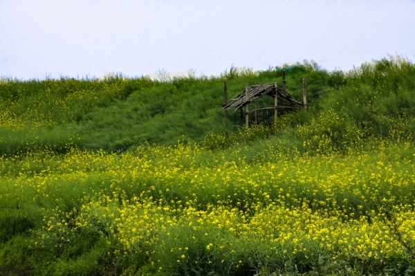 那片田地的印象