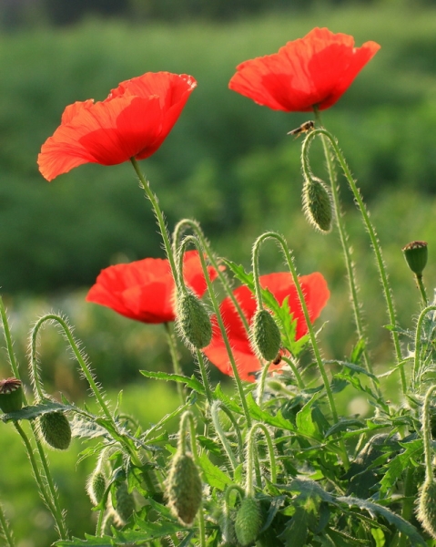 虞兮，虞兮，美人兮