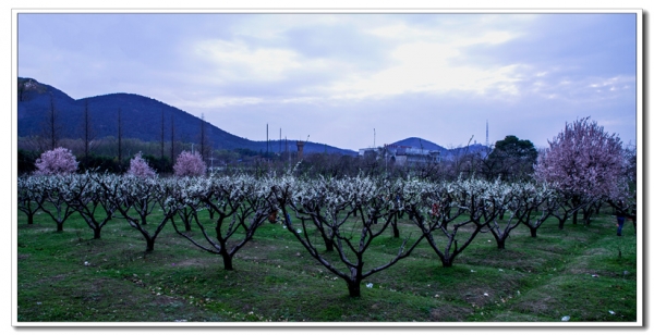 在那桃花盛開的地方
