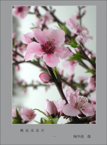 桃花朵朵開