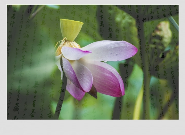 綿延的情結(jié)