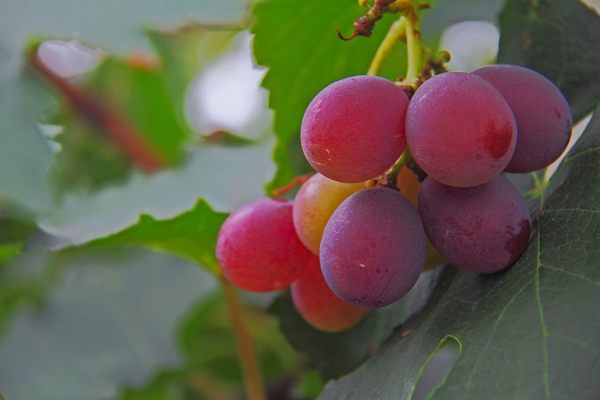 葡萄溝的葡萄熟了
