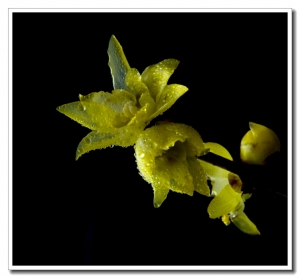 小寒臘梅分外嬌