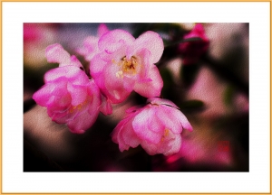 海棠（油畫效果）