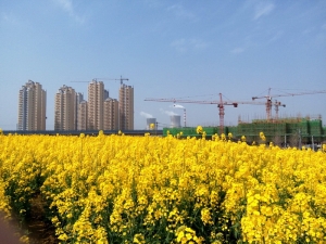 三月油菜花滿天