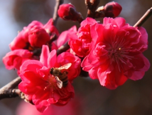 桃花蜜蜂正紅時