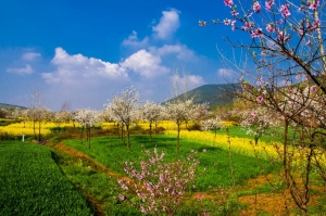 春到梨鄉