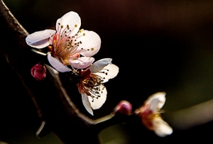 桃花依舊戲春風