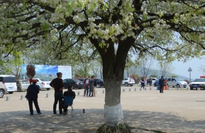 八公山下春意濃（組照）