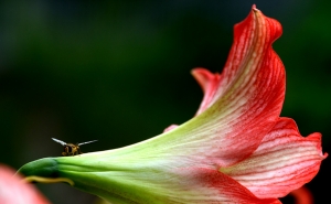蜂戀花 （組圖）