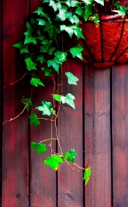 木板墻上的綠色