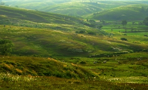大柳草地好風光（組照）