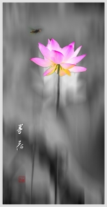 荷6——夢(mèng)荷