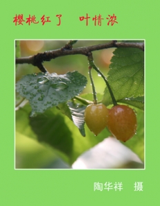 櫻桃熟了