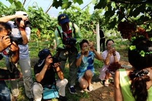 淮南市王樓興舜葡萄園拍攝活動